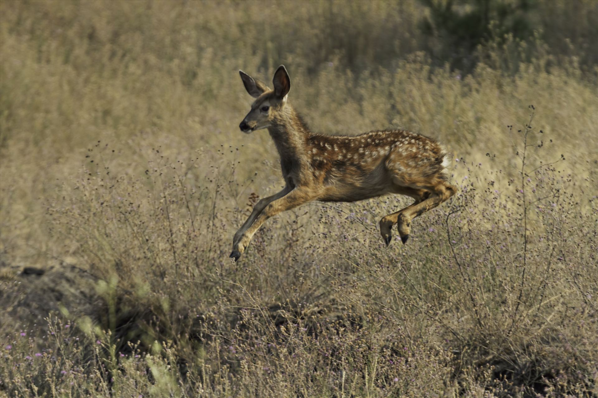 Look Ma, I Can Fly - This fawn was showing off his aerial skills as he hurried back to his mommy. by Bear Conceptions Photography