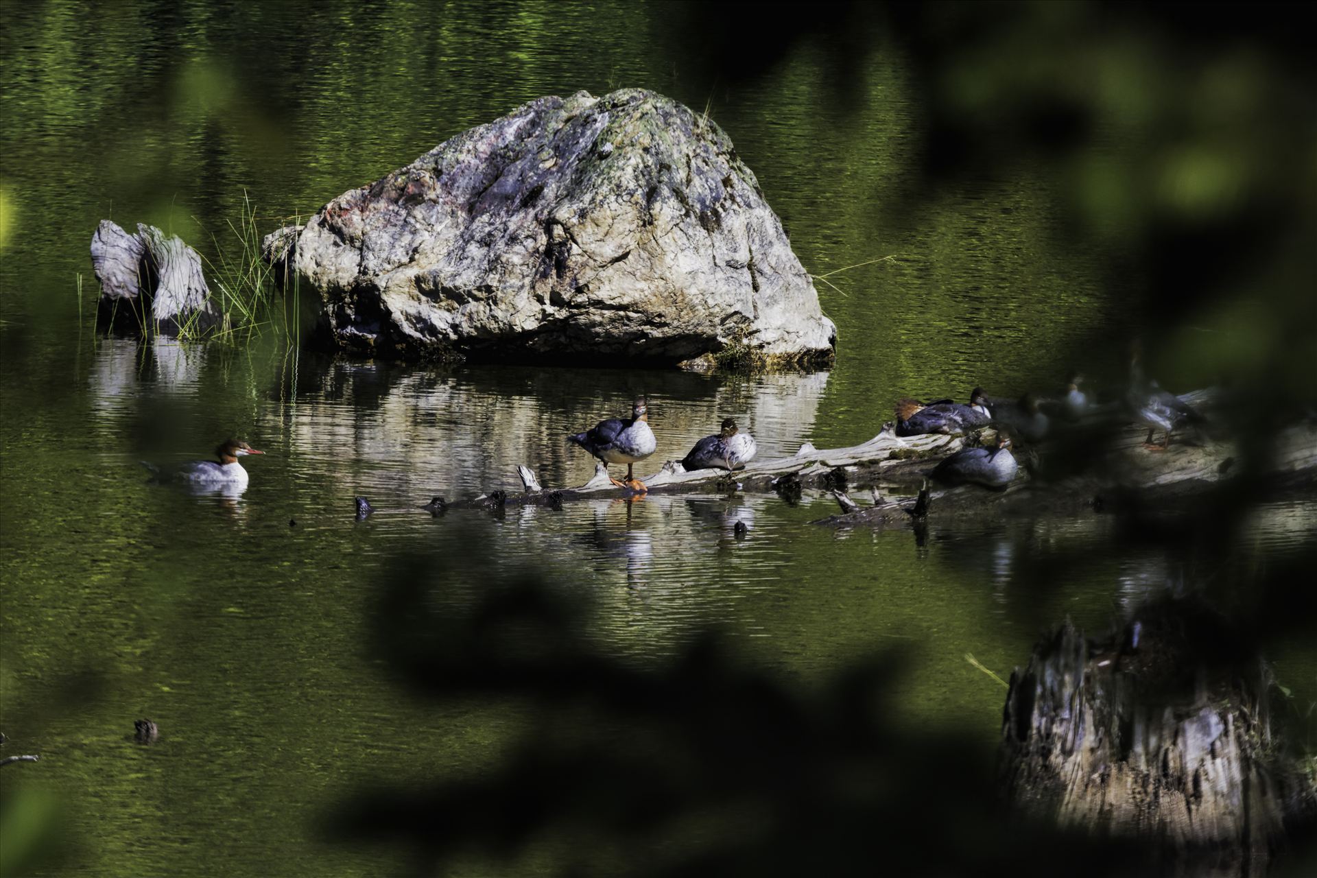 Merganser Ducks Relaxing in the Sun -  by Bear Conceptions Photography