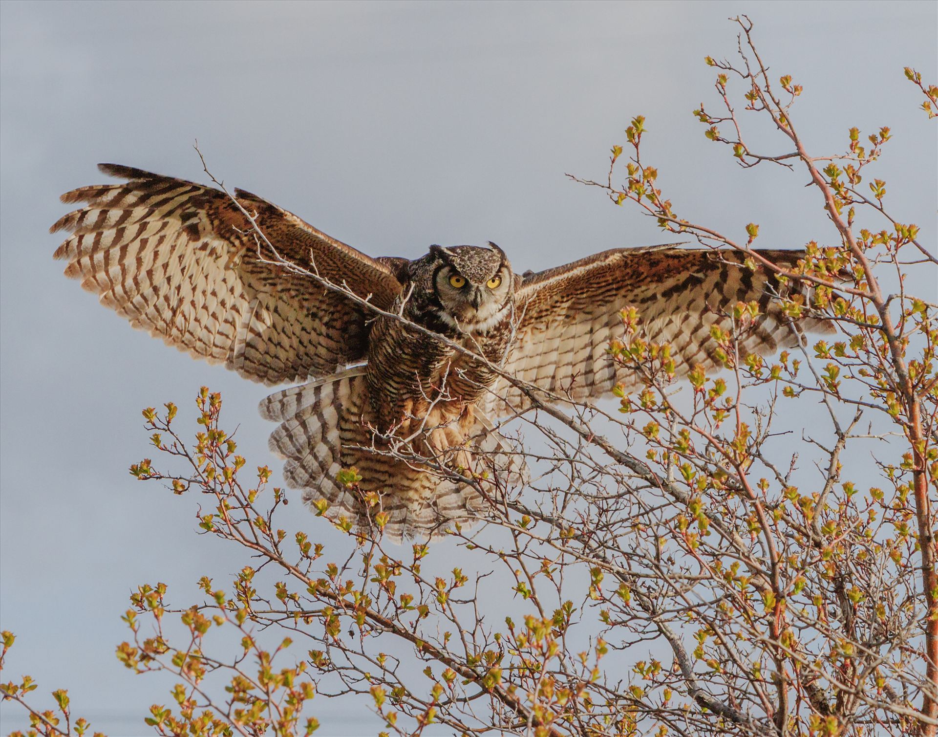 You Are Cleared to Land - Female Great Horned Owl, coming in to land in a tree. by Bear Conceptions Photography