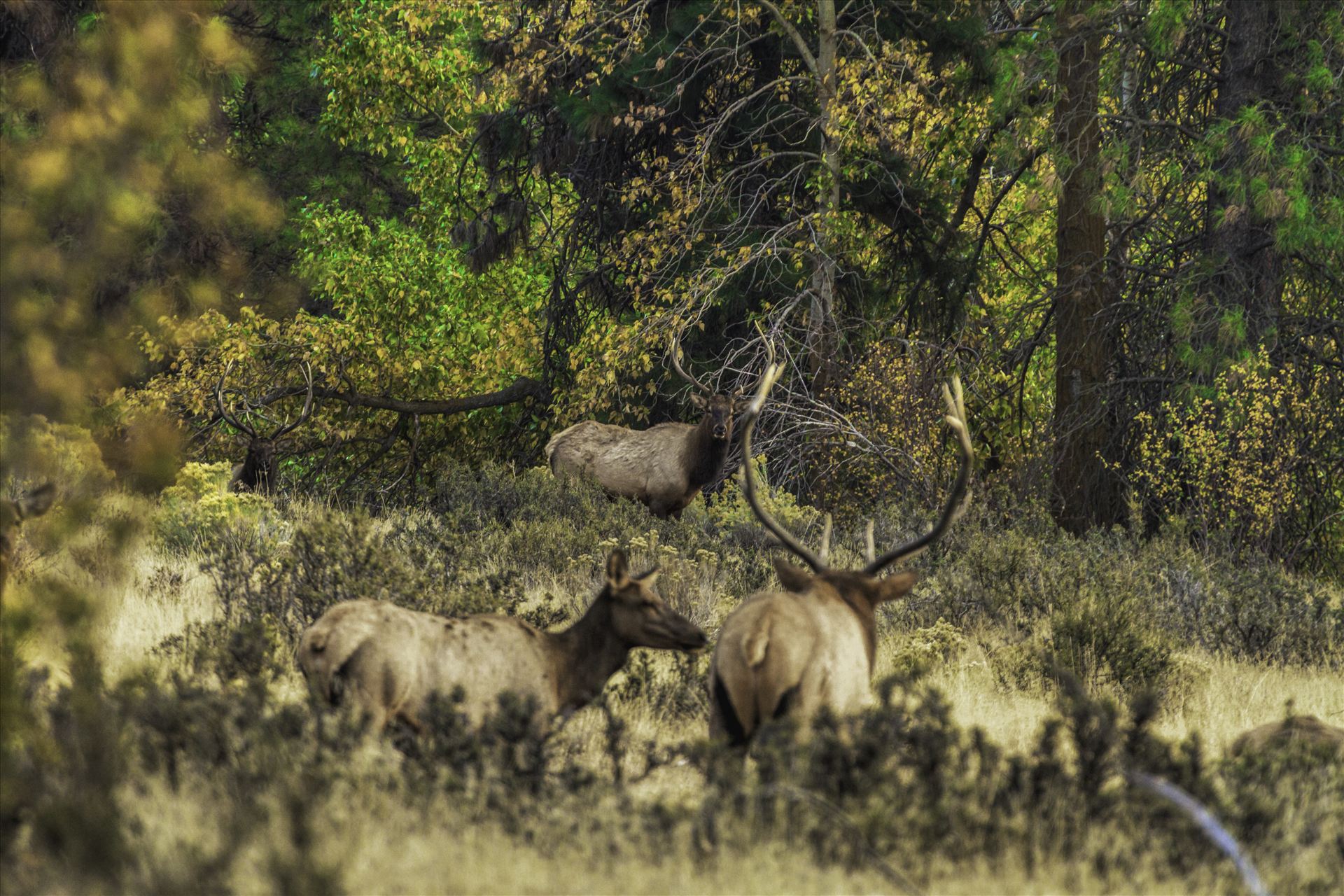 And in This Corner - Watching bull elk in the rut can be intense at times.  This was one of those moments, as the challengers came out of the timber.  It felt like a heavyweight boxing match was about to break out. by Bear Conceptions Photography