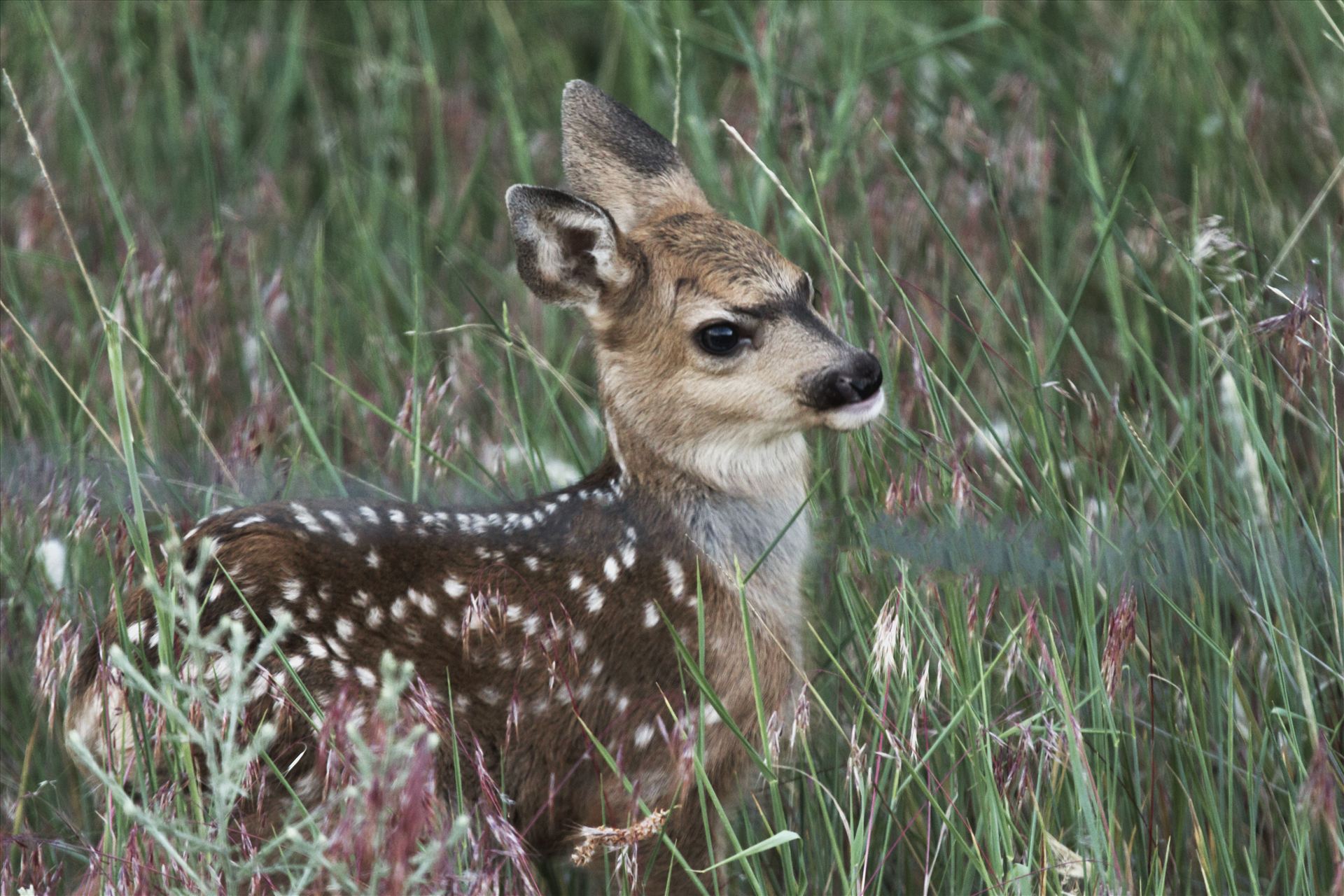 Newborn FawnThis little guy was just an hour or so old, when I stumbled onto him.  He was not impressed with my camera one bit.