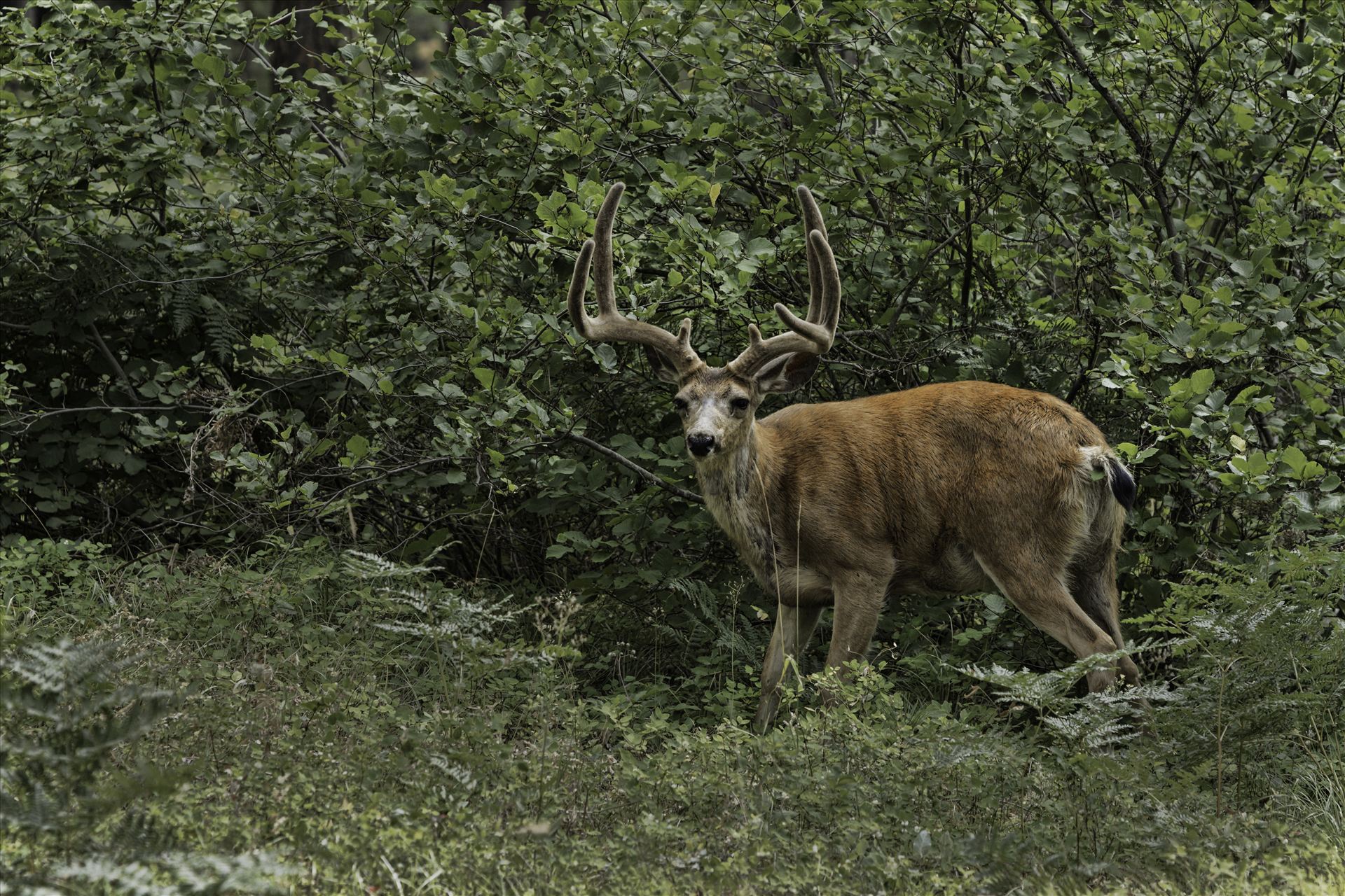 My Eyes Are Down Here Ladies - This monster just stood up in front of me, on a hike.  He never spooked and stood and posed for me. by Bear Conceptions Photography