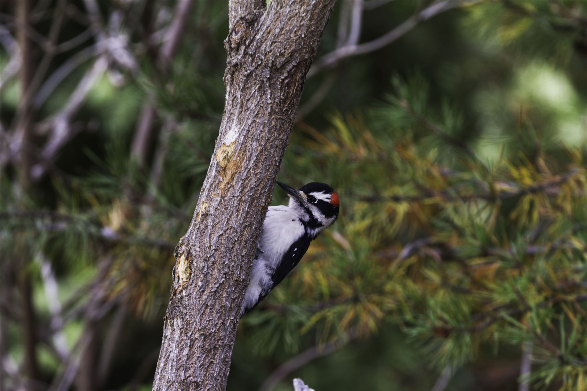 Downy Woodpecker 098.jpg -  by Bear Conceptions Photography