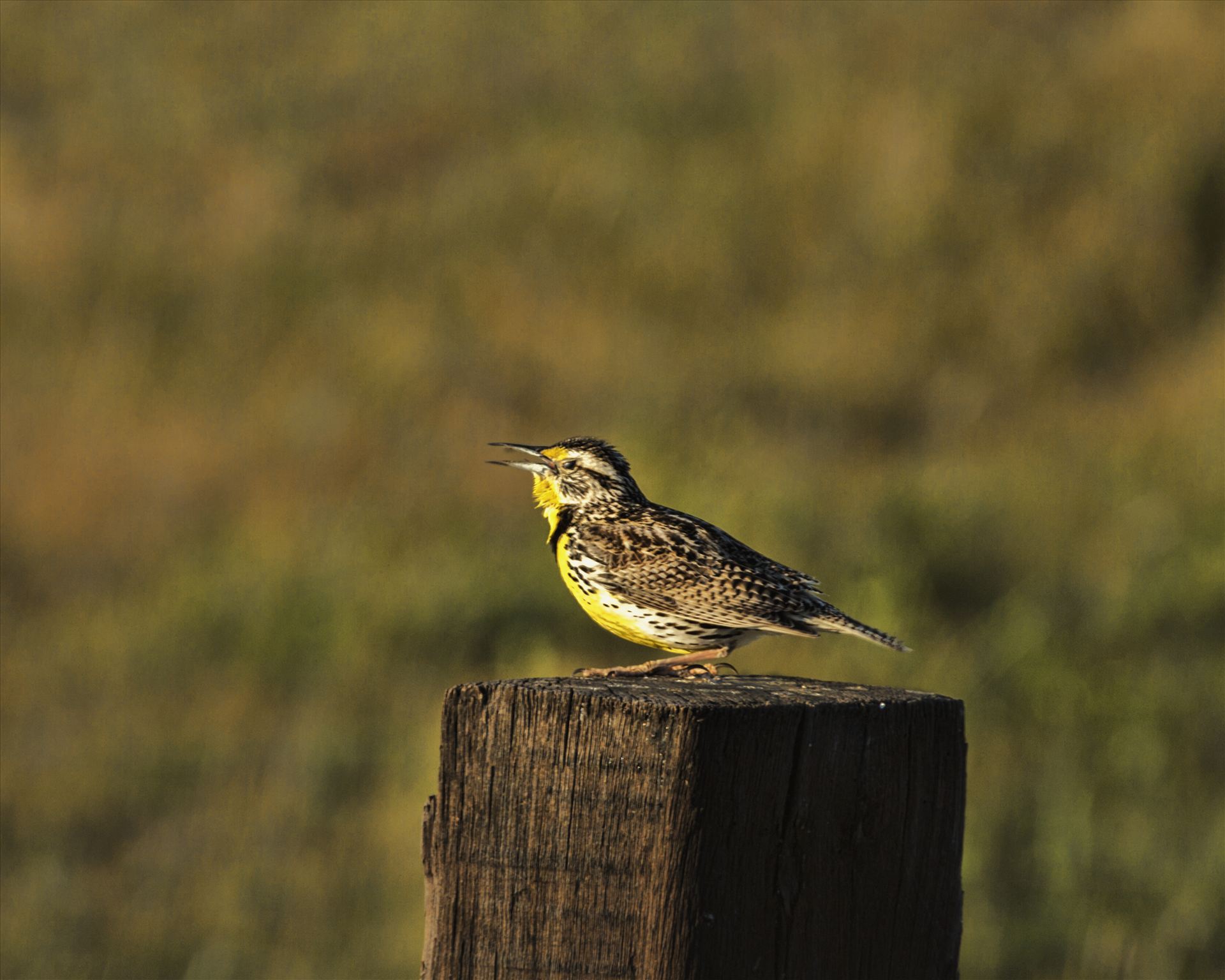 Meadowlark 018.jpg -  by Bear Conceptions Photography