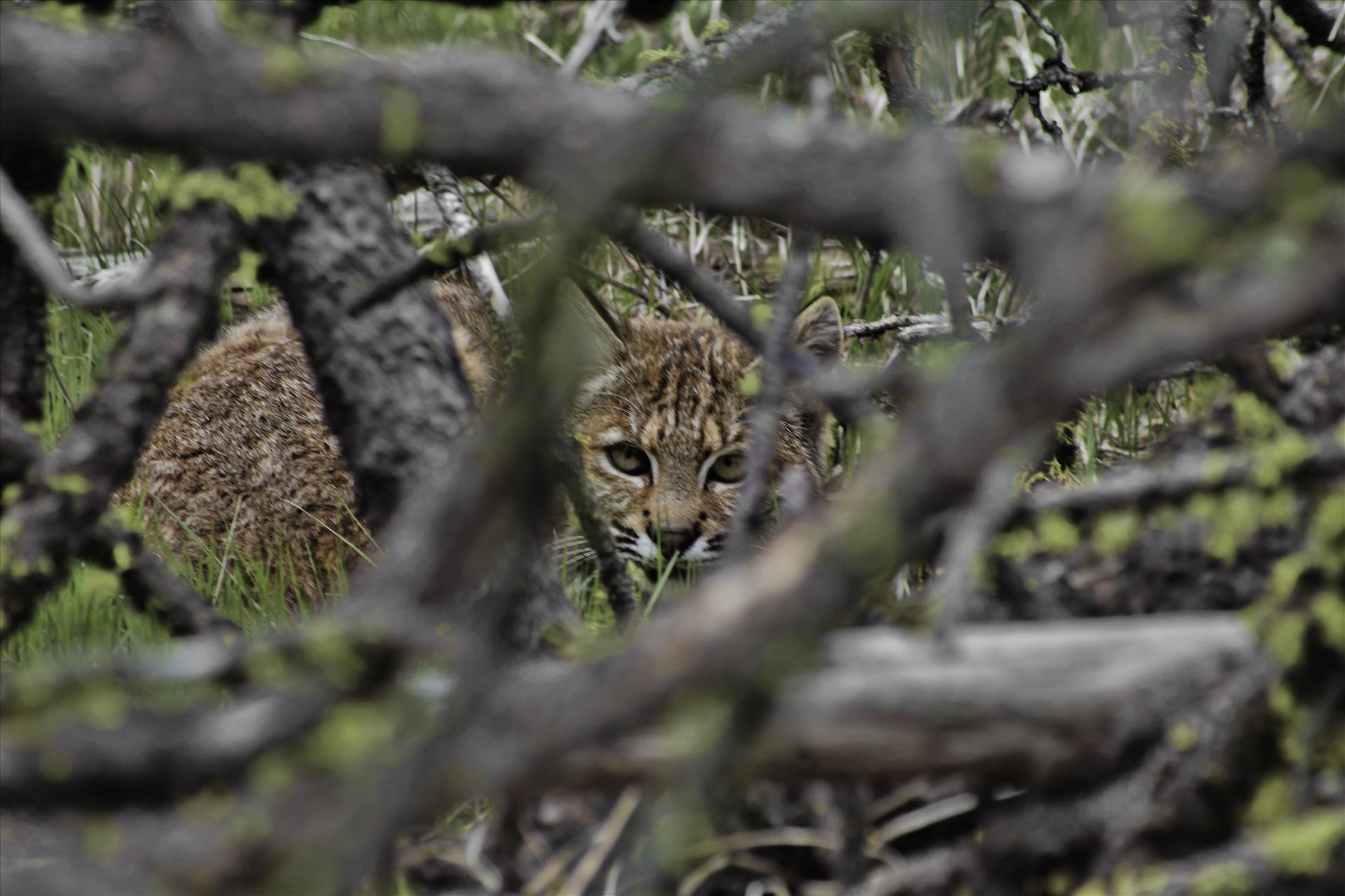 You Can't See Me - Found this bobcat while out hiking.  He thought he was hid behind this brush, between to old logs.  I was less than 15 ft. away at this point. by Bear Conceptions Photography