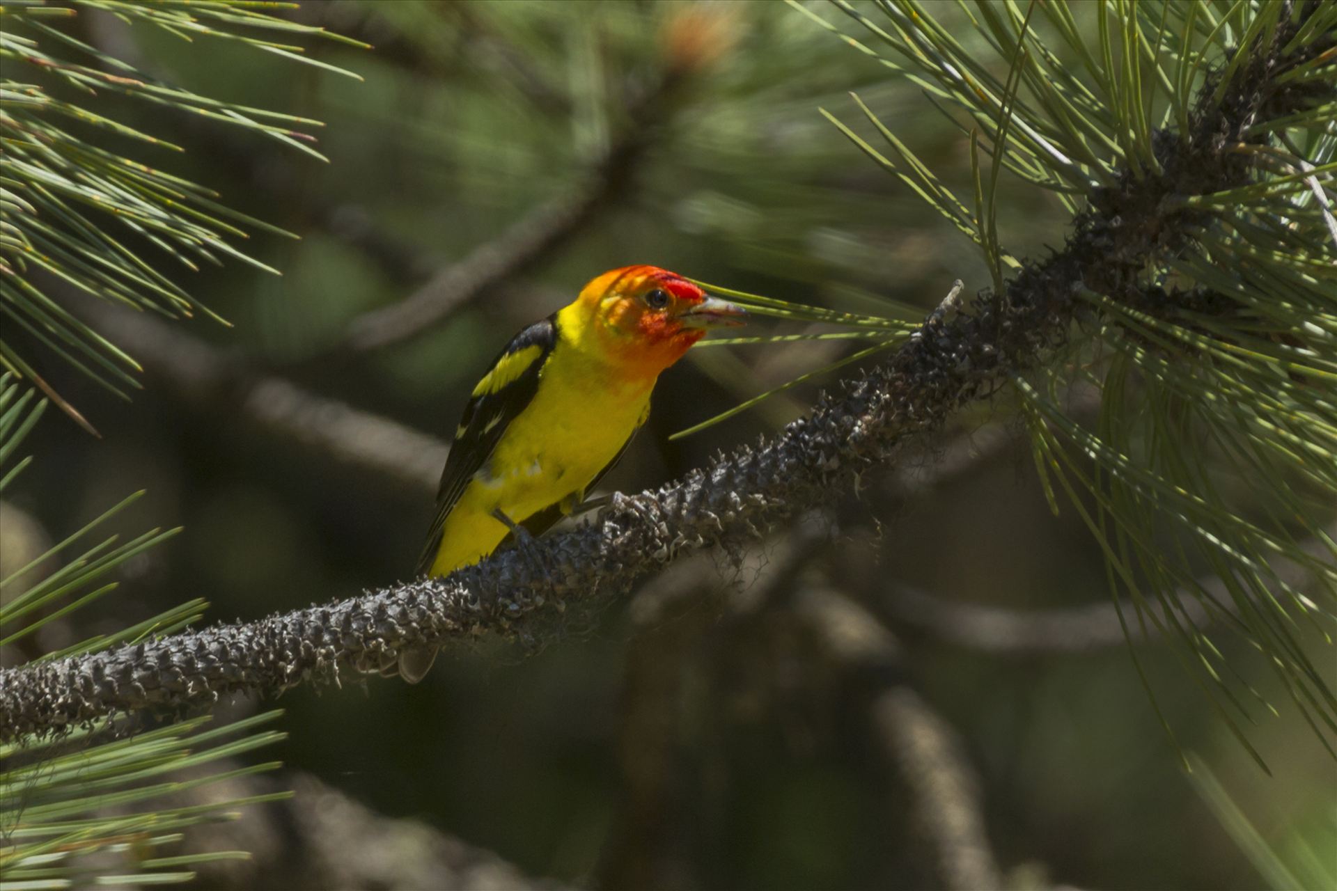 Western Tanager 008.jpg -  by Bear Conceptions Photography