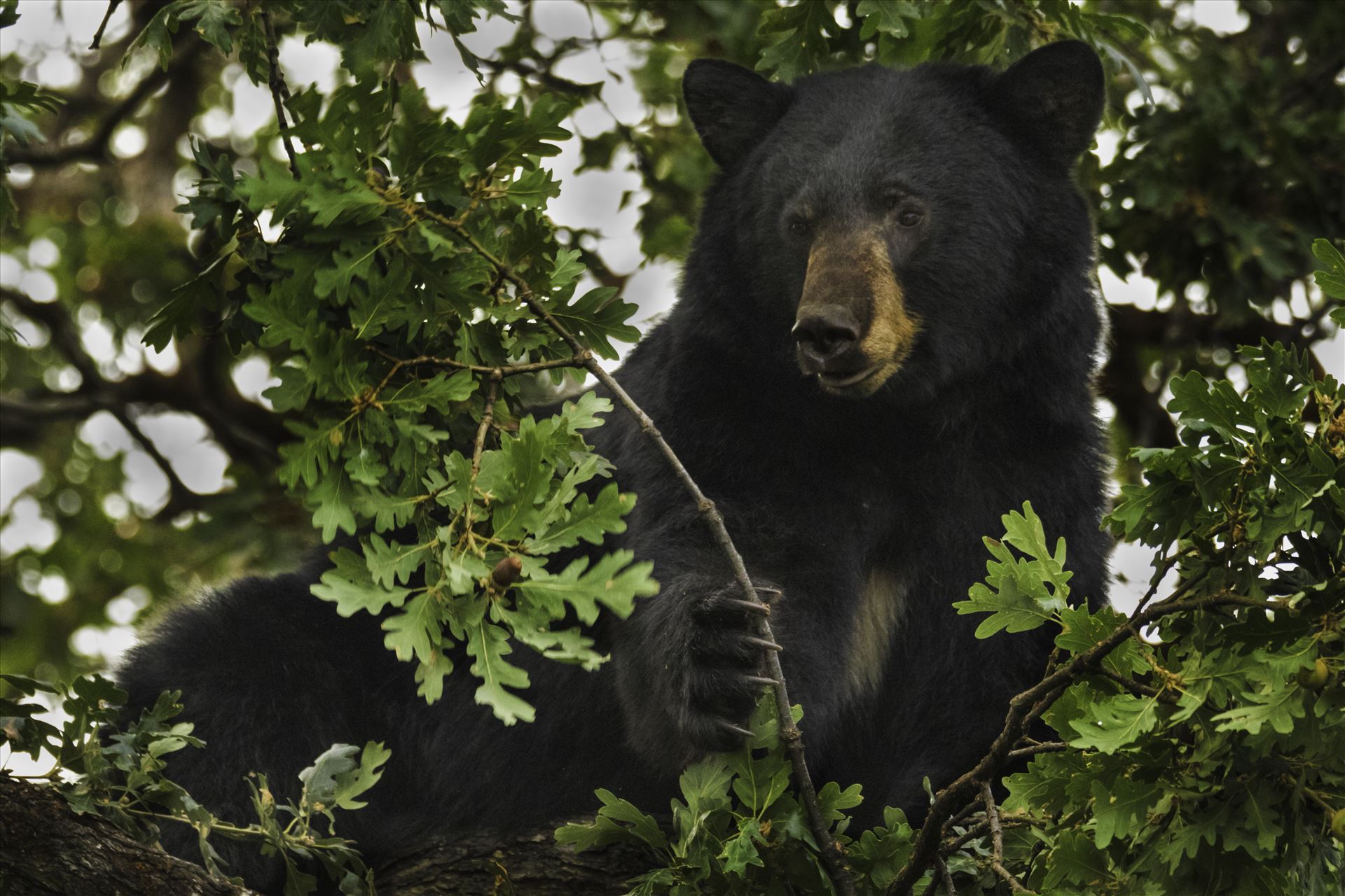 Black Bear 6Z6A5899.jpg - Black bear feeding and fattening up on acorns in an Oak in central Washington state. by Bear Conceptions Photography