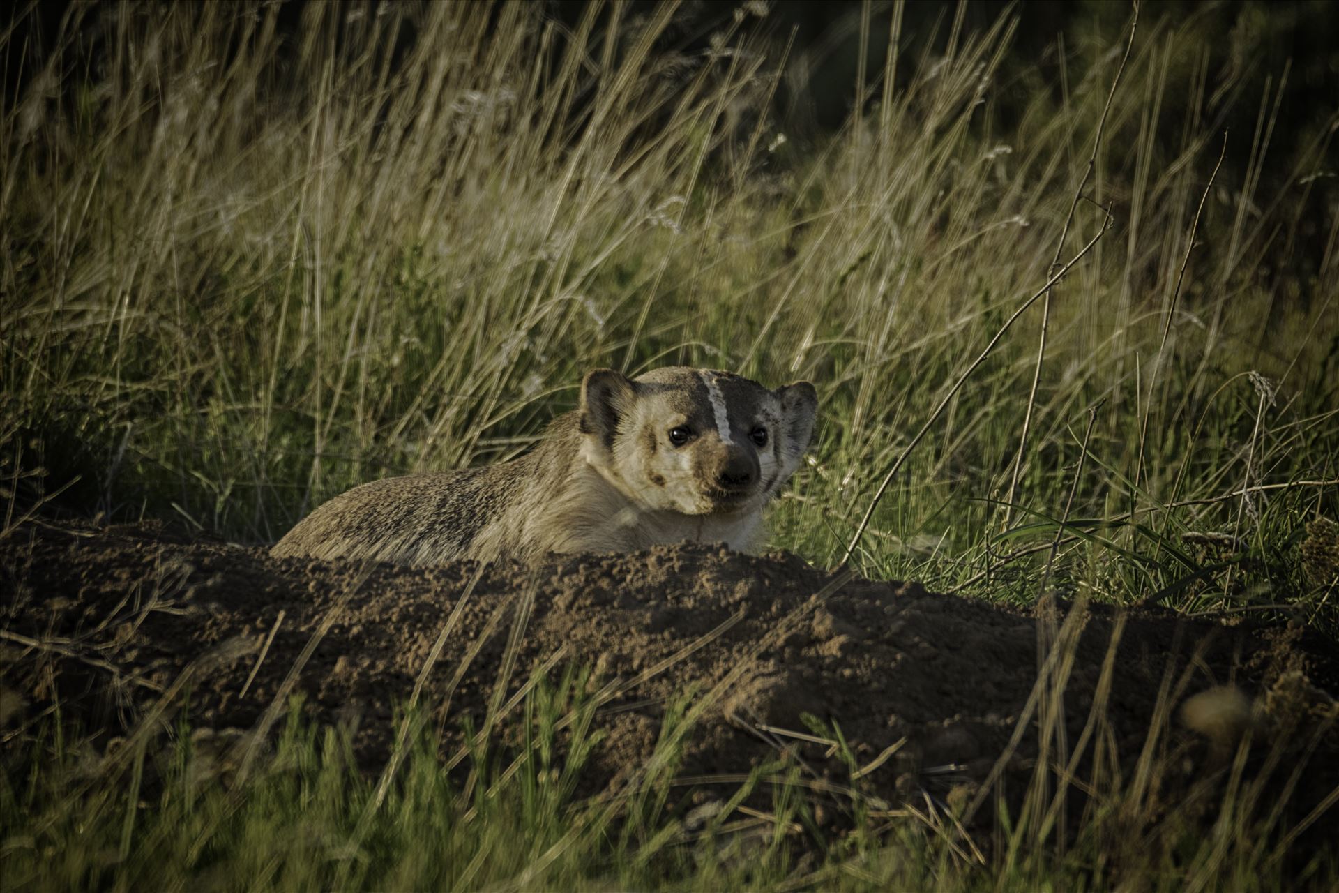 Badger 6Z6A1359.jpg - Badger digging his den out in the spring. by Bear Conceptions Photography