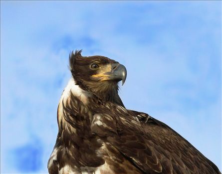 Is This My Good Side? - Immature Bald Eagle striking a pose for me, as he looks off in the distance.