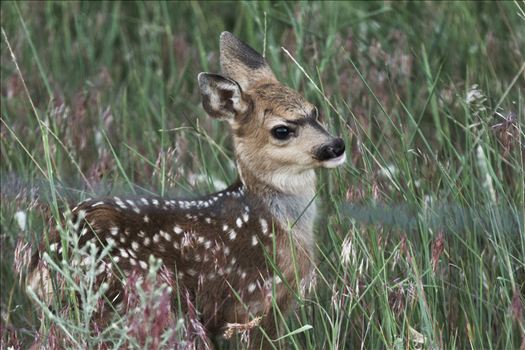 This little guy was just an hour or so old, when I stumbled onto him.  He was not impressed with my camera one bit.