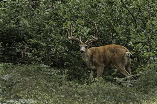 Deer - Deer come in many different sizes, shapes and yes even color.  Bucks, heads heavy with antlers, cautious does ever watchful, curious fawns covered in spots.  They are adaptable, sometimes living in urban environments, that surprise a lot of people.