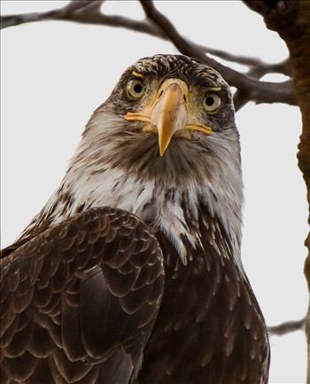 Bald Eagle staring down at me from above.  