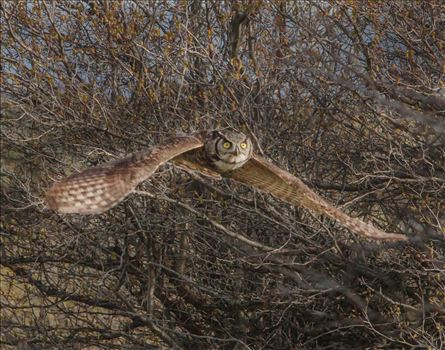 Birds of Prey - The Bald Eagle inspires thoughts of freedom and patriotism, the hawk swoops down to catch his dinner, the owl looks so wise.  These birds are beautiful to watch, and capturing the moment can be difficult.