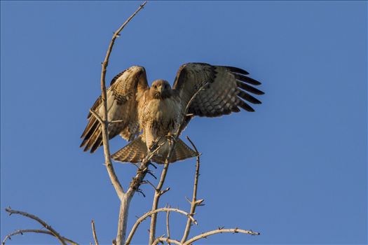 I got a bit to close to a nest.  This male Redtail, let me know about it, quickly.