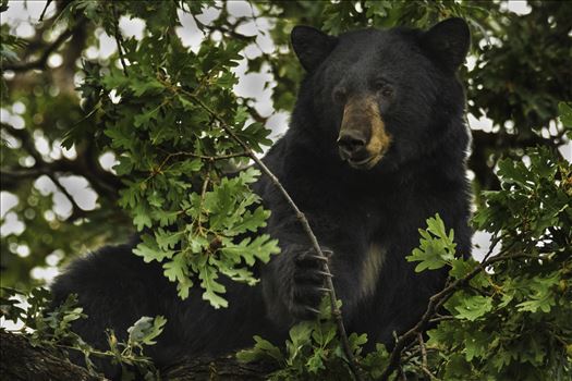 Black bear feeding and fattening up on acorns in an Oak in central Washington state.