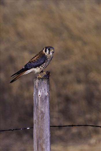 Caught this Kestrel having his breakfast.  