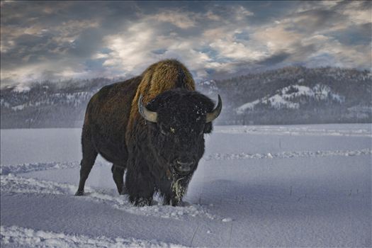 What a rush this was, being 30 ft. from a 2500 lb. bull buffalo. 