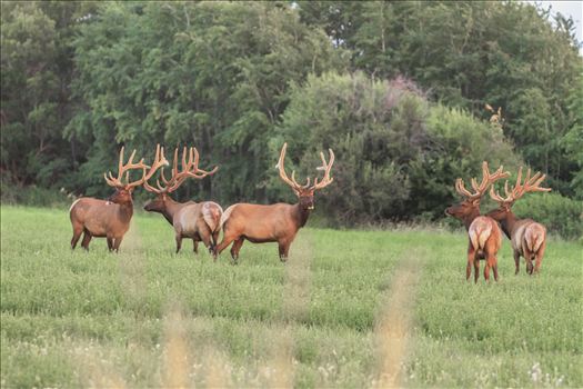 5 monster bulls all hanging out together at sunset.  Notice they are all still in velvet.