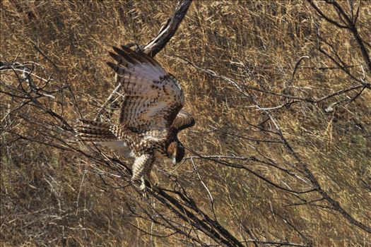 Large Redtail Hawk, landing on a limb, not quite sure it will hold them.