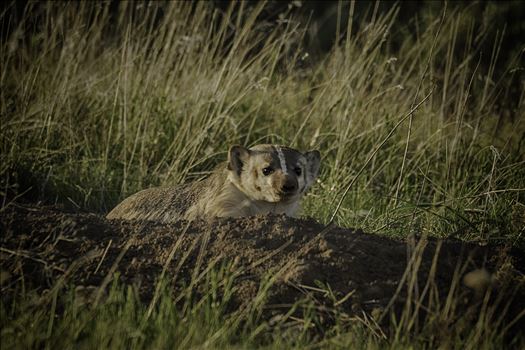 Badger digging his den out in the spring.