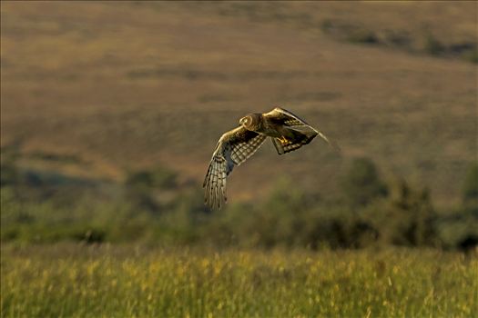 Hunting as the Sun Sets - This hawk was hunting in a stiff wind over hayfields as the sun set.