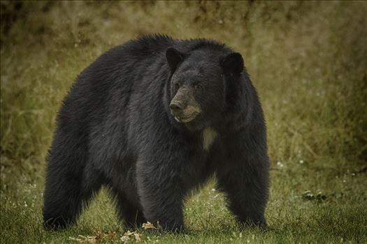 Black bear sow in the late summer sun in central Washington state.